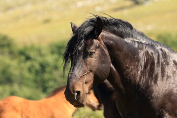 Fototapeta premium Black alfa male horse guarding his herd on windy sunny day