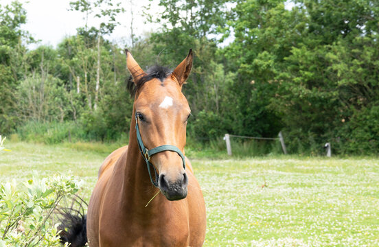 Beautiful single brown or chestnut color horse in bridle looking and eeating the grass in paddock daytime, tree background in summer season. Beauty of animal, front view