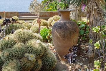 Cactaceae of different species in a garden