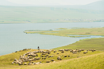 Fototapeta na wymiar Shephard on horse with sheep by Paravani lake in summer