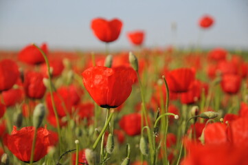 Naklejka premium Red poppy field. Close up poppies. Flowering poppy field. Magic of nature. 
