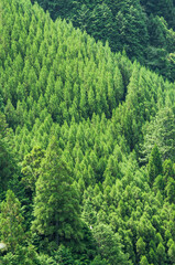 京都 神護寺から見下ろしたたくさんの杉の木