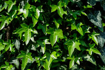 Vivid green leaves of Hedera helix, the common ivy, English or European ivy plant in a sunny spring garden, beautiful outdoor monochrome background.