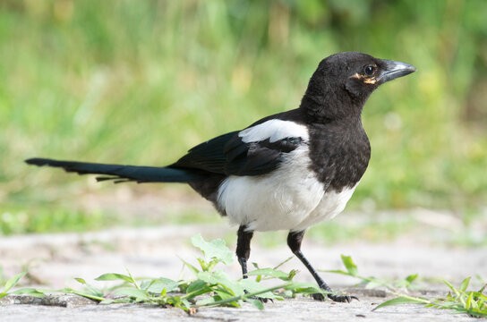 Młoda sroka (Pica pica)