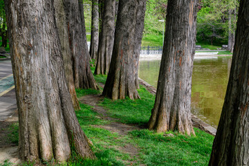 Landscape with many large old trees and green grass on the shoreline of Titan Lake in Alexandru Ioan Cuza (IOR) Park in Bucharest, Romania, in a cloudy spring day .
