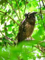 Crested Owl on tree branch against green leaves