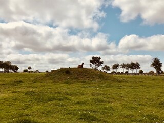 Obraz premium cows in the field
