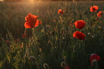 Poppy flowers at sunset in the golden hour.