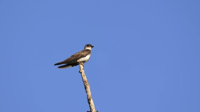 South American Brown chested Martin, Progne tapera, perched on a stake against a blue sky background