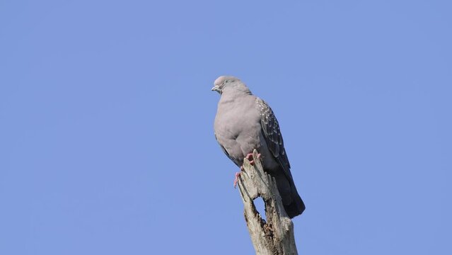 a Spot-winged pigeon stands pompously on a dry branch looking around