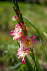 Gladiole