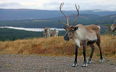 Close up of a reindeer, Cairngorms, Scotland
