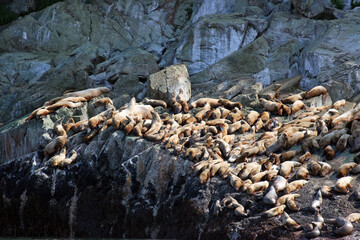 Alaska Stellar Sea Lions on a rocky haul-out near Juneau Alaska
