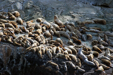 Obraz premium Close up of Alaska Stellar Sea Lions on a rocky haul-out near Juneau Alaska 