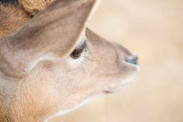 Detail of Roe deer looking to the front with sand background