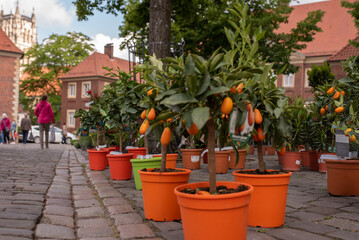 Fototapeta na wymiar Miniature orange trees with fruits in pots for sale in the garden shop