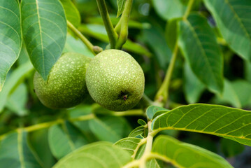 Green walnuts on a branch with green leaves at daytime