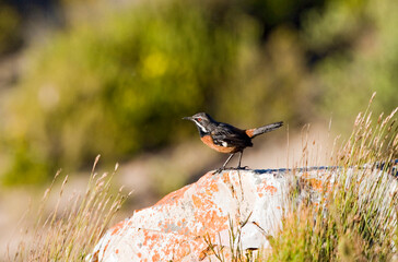 Cape Rockjumper, Chaetops frenatus