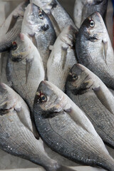 Various sea food and fresh ocean fish in lokal market orata sea bream close-up vertical