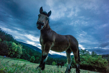 Obraz na płótnie Canvas caballo pastando en el parque natural Gorbeia,Vizcaya , Euzkadi, Spain