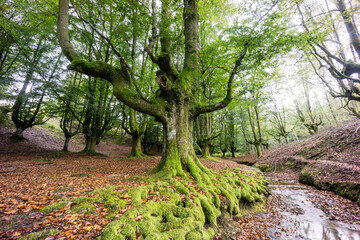 Hayedo de Otzarreta, fagus Sylvatica,parque natural Gorbeia,Alava- Vizcaya, Euzkadi, Spain
