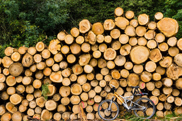 troncos para industria de la madera, Zeanuri,parque natural Gorbeia,Alava- Vizcaya, Euzkadi, Spain