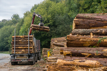 Plakat troncos para industria de la madera, Zeanuri,parque natural Gorbeia,Alava- Vizcaya, Euzkadi, Spain