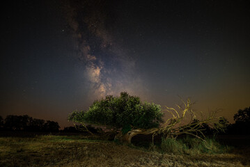 Milky way core at an old tree