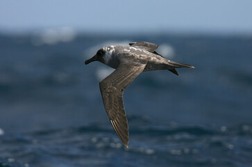 Light-mantled Sooty Albatross, Phoebetria palpebrata