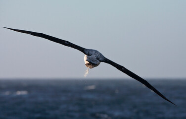 Fototapeta na wymiar Snowy (Wandering) albatross, Diomedea (exulans) exulans