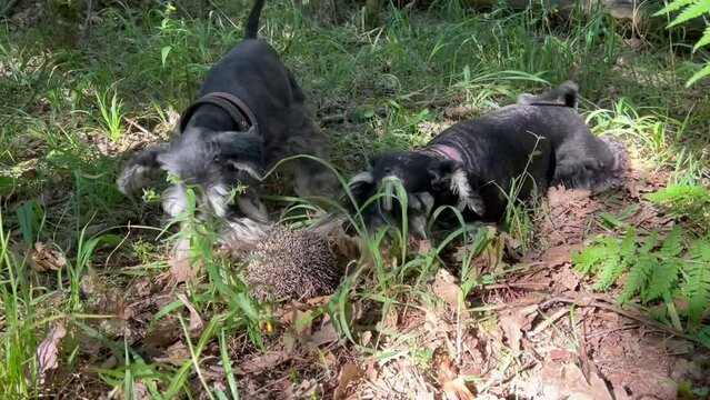 Two miniature schnauzer dogs barking on a hedgehog in a forest.