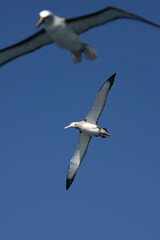 Tristan Albatros, Diomedea dabbenena