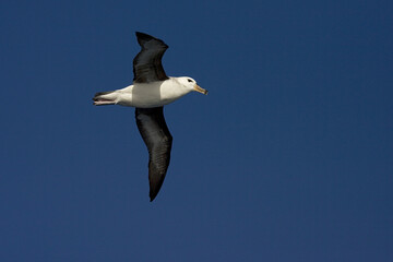 Fototapeta na wymiar Black-browed Albatross, Thalassarche melanophrys
