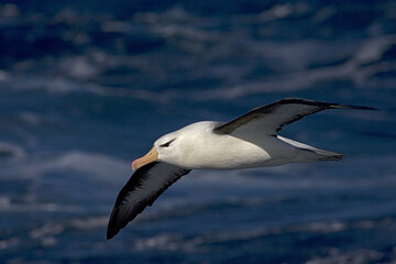 Black-browed Albatross, Thalassarche melanophrys