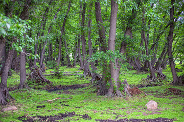 relic green forest of alder on the grass in the fresh air pleases the eye