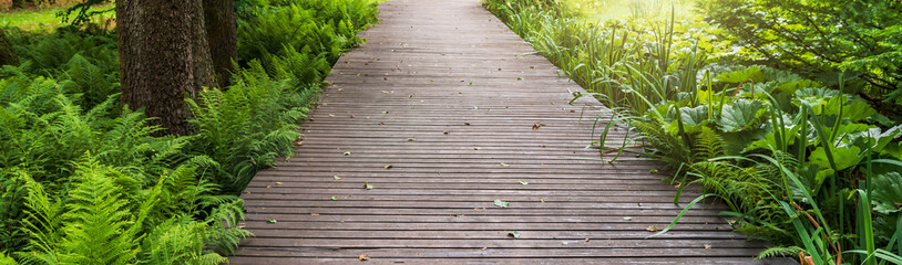 Path made of wooden boards surrounded by beautiful greenery. Ferns, daylilies and ornamental grasses