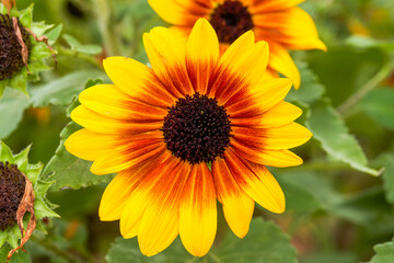 blooming sunflower in garden garden