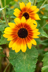blooming sunflower in garden garden