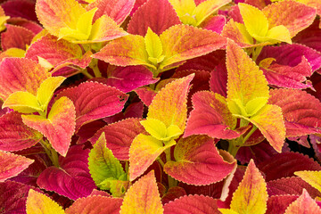 The lush multicolored Suzu in the garden garden