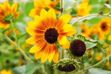 Obraz premium blooming sunflower in garden garden