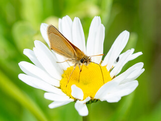 European Skipper butterfly on a flower