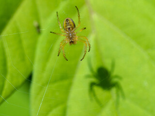 spider on a web