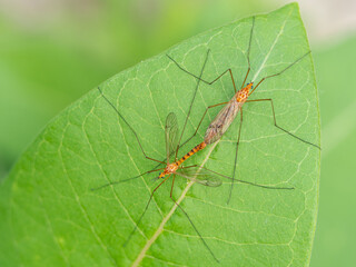 Two Crane Flies Mating