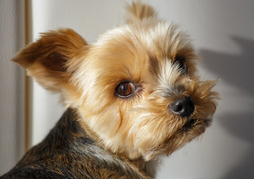 Portrait of a Yorkshire terrier in close-up. Portrait of a Yorkshire Terrier dog on a light, blurred background, selective focus.