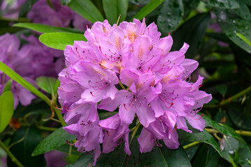 Rhododendron bushes with gently lilac flowers in a city park.