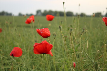 A field of poppies on a cloudy day.