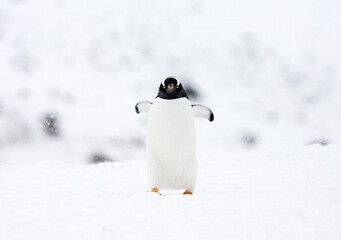 Gentoo Penguin, Pygoscelis papua