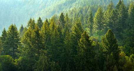 Pine Forest During Rainstorm Lush Trees - obrazy, fototapety, plakaty