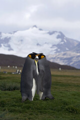 King Penguin, Aptenodytes patagonicus