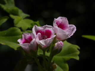 Geranium flowers close-up